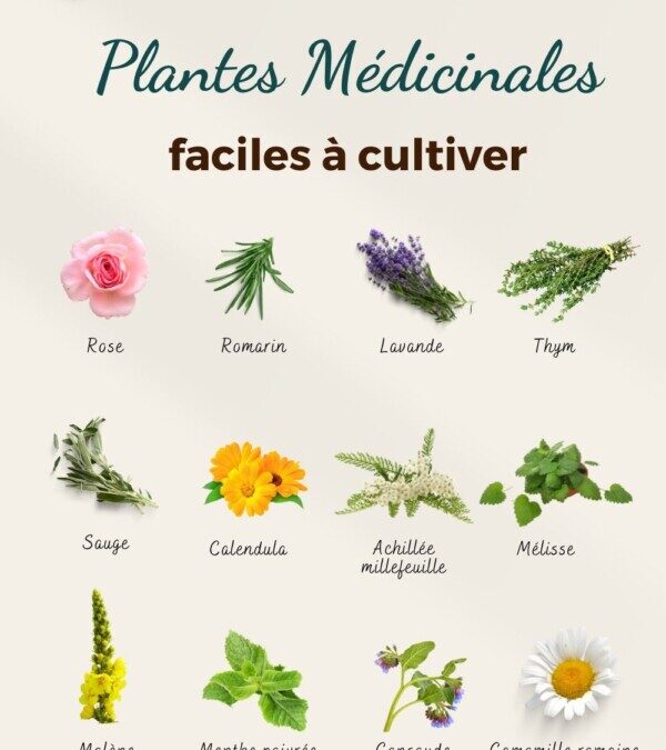 Liste des plantes médicinales et leurs bienfaits essentiels