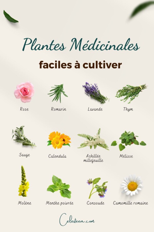 Variétés de plantes médicinales