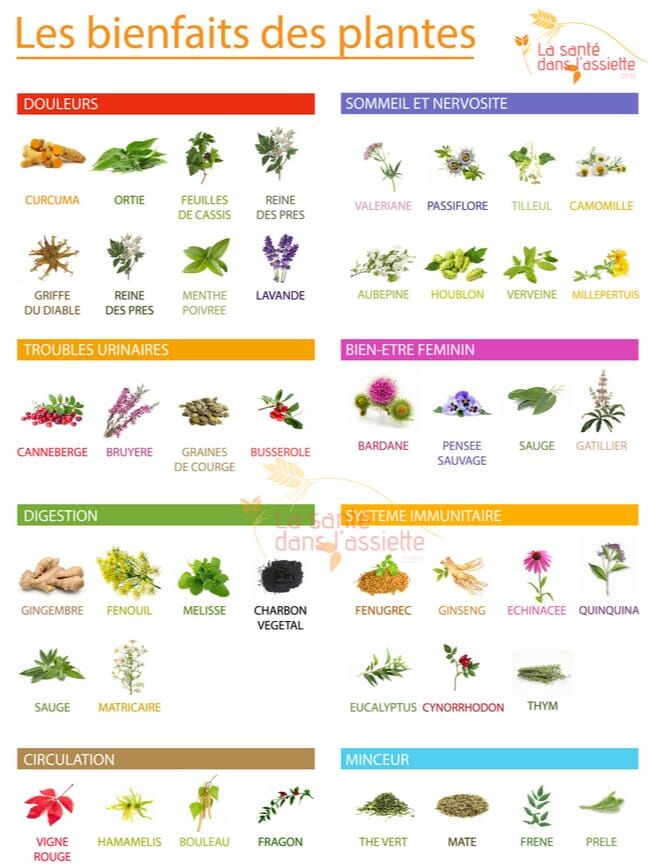 Bienfaits des plantes médicinales