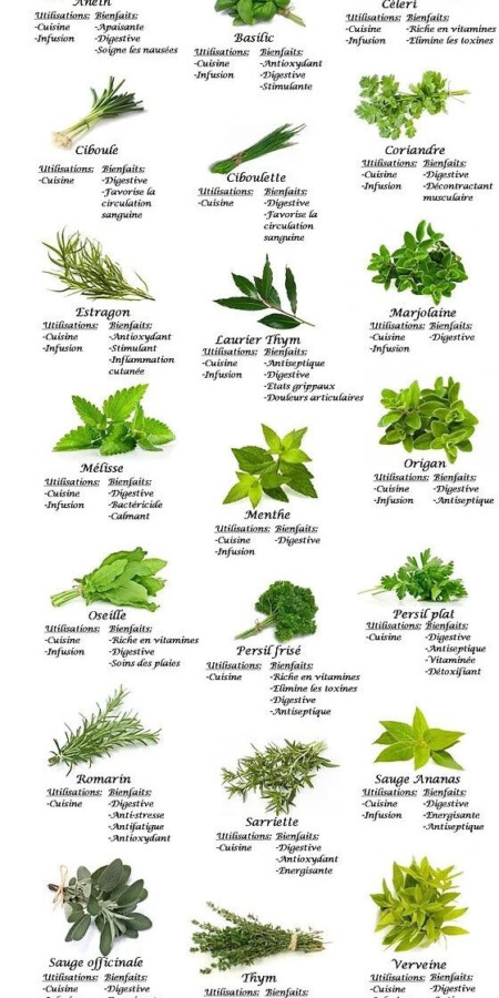 Bienfaits des plantes médicinales