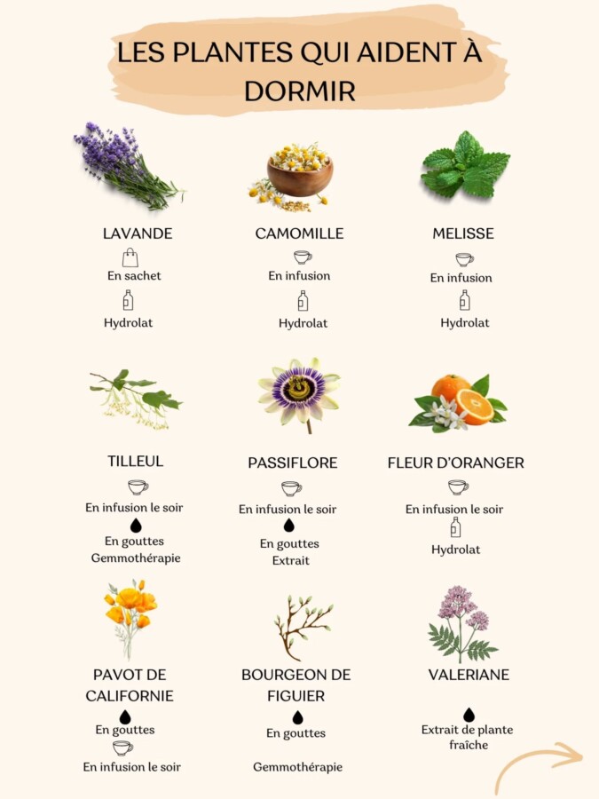 Guide des plantes curatives