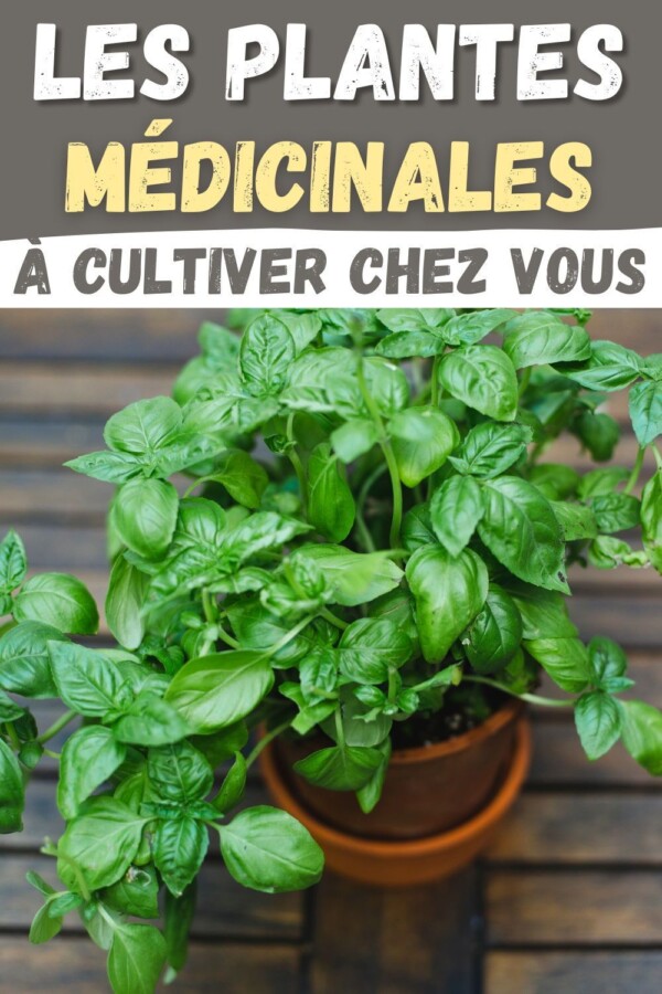 Bienfaits des plantes médicinales