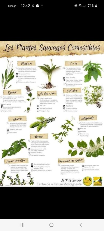 Variétés de plantes médicinales
