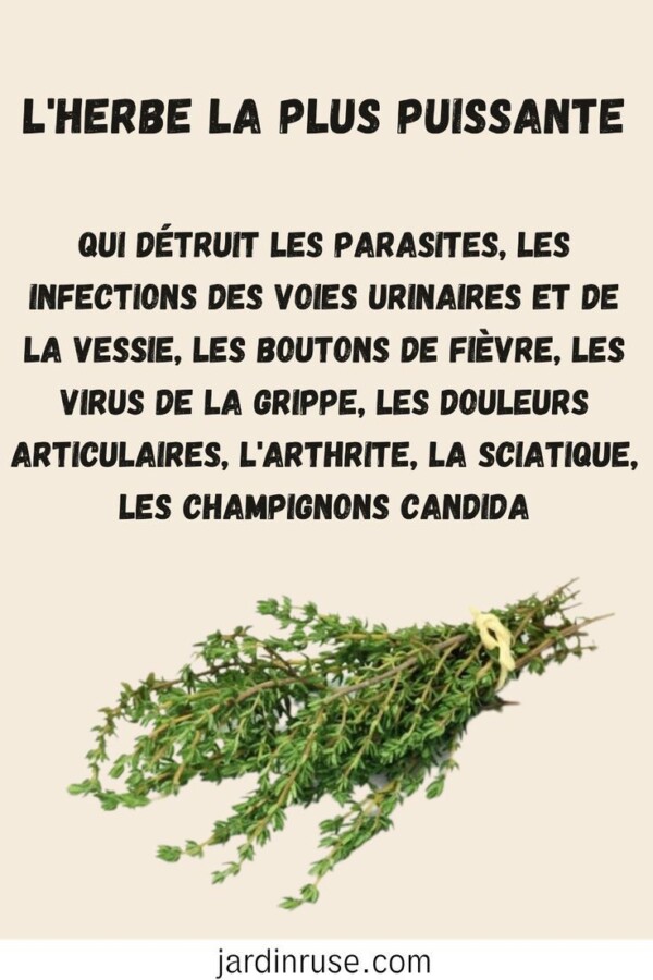 Variétés de plantes médicinales
